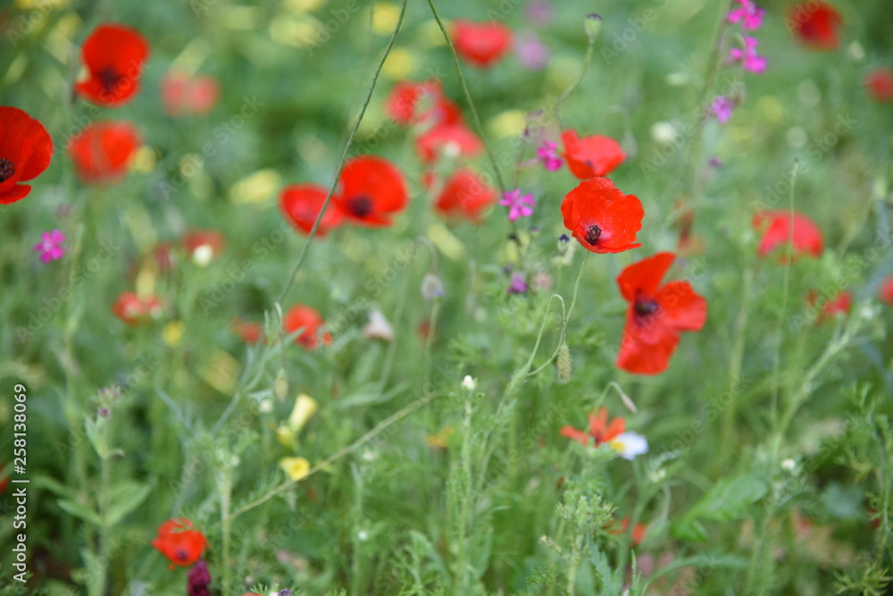 Wild plants in the field: Poppy, Lupinus pilosus, Bermuda Buttercup Wild plants in the field: Poppy, Lupinus pilosus, Bermuda Buttercup