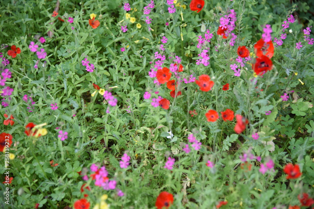 Wild plants in the field: Poppy, Lupinus pilosus, Bermuda Buttercup Wild plants in the field: Poppy, Lupinus pilosus, Bermuda Buttercup
