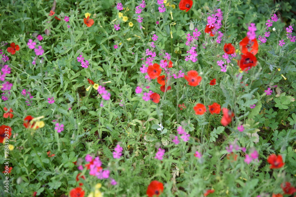 Wild plants in the field: Poppy, Lupinus pilosus, Bermuda Buttercup	