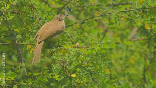Wallpaper Mural Streak-eared Bulbul (Pycnonotus blanfordi) feeding fruit on tree branch around with green nature background.  Torontodigital.ca