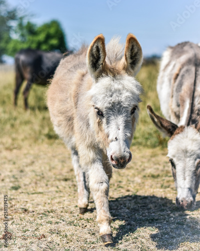 Mini Donkey © Viola