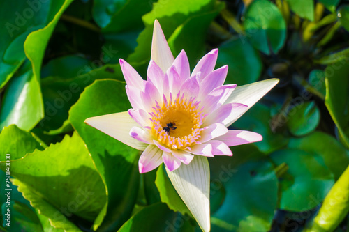 Pink lotus water lilly flower in pond