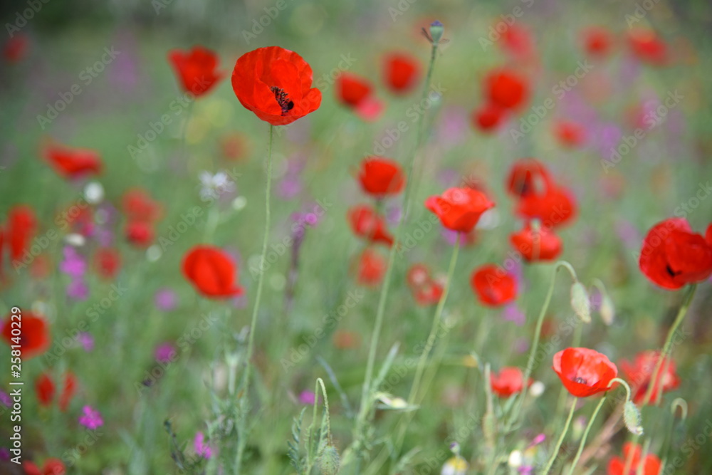 Wild plants in the field: Poppy, Lupinus pilosus, Bermuda Buttercup Wild plants in the field: Poppy, Lupinus pilosus, Bermuda Buttercup