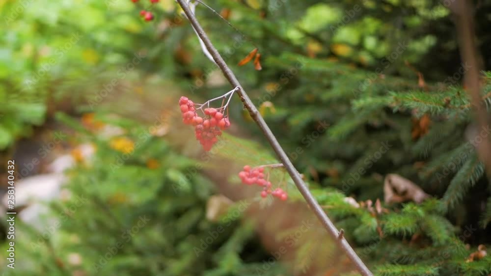 Ripe rowan berries on background green foliage trees in garden Ripe rowan berries on background green foliage trees in garden