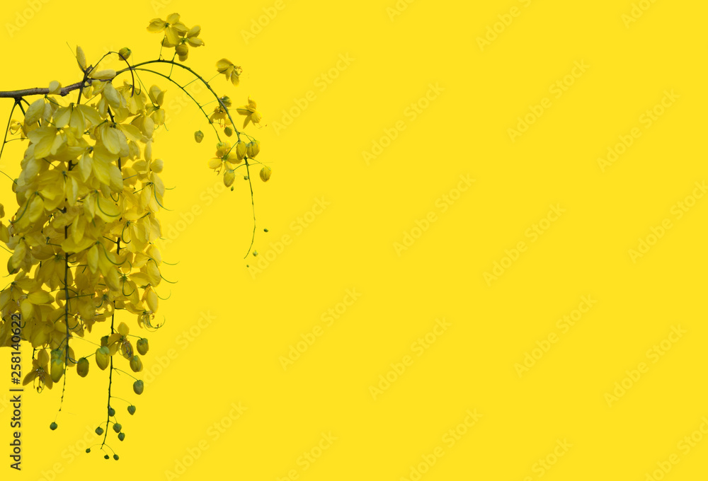 Kanikonna floral background, vishu images Stock Photo | Adobe Stock