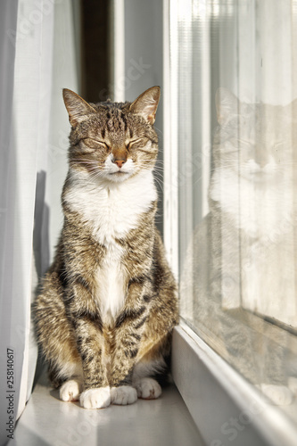 sleepy cat sitting on window, sunset from window