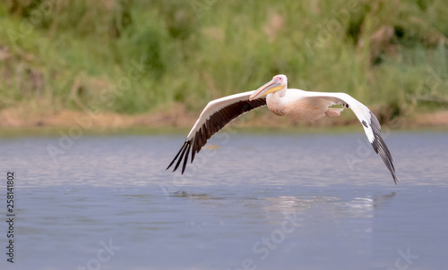 Group of pelican in Lke Chamo in Ethiopian photo