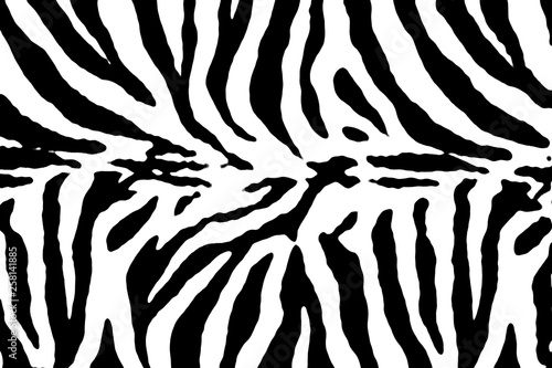 Black and white zebra pattern texture