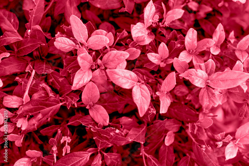 Texture of saturated pink leaves of different shades. Spring concept.Trendy colors spring-summer 2019.
