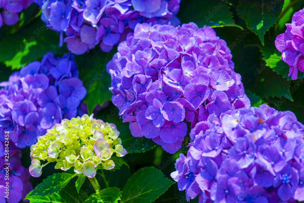 blue flowers in the garden