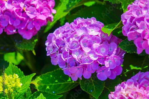 purple flower in the garden