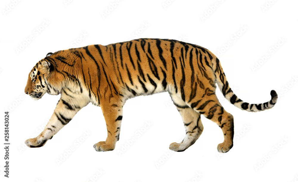 Young Siberian tiger (P. t. altaica), also known as Amur tiger, on white background