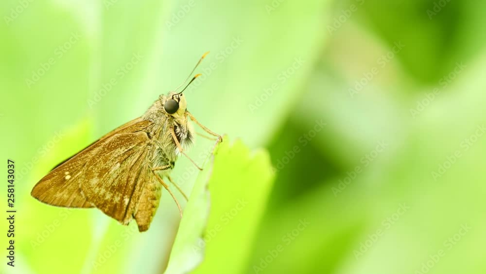 Butterfly perched on leaves in nature. Butterfly perched on leaves in nature.