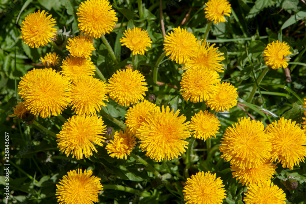 Dandellions City of Steenwijk Overijssel Netherlands Flowers Dandellions City of Steenwijk Overijssel Netherlands Flowers