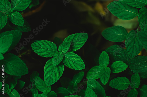 Fresh mint leaves close up. Fresh mint background. © Pornthep