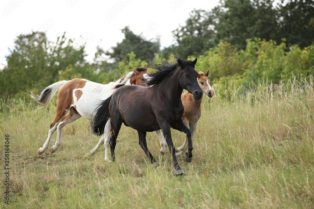 Amazing batch of horses on pasturage Amazing batch of horses on pasturage