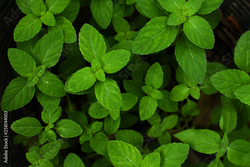 Wallpaper Mural Fresh mint leaves close up. Fresh mint background. Torontodigital.ca