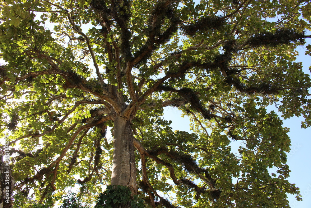 Naklejka premium tree in forest