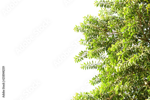 Rubber plants isolated on white background.