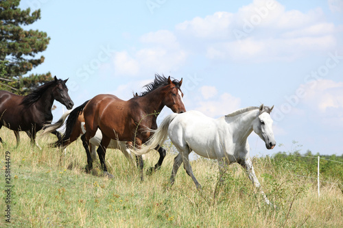 Amazing batch of horses on pasturage