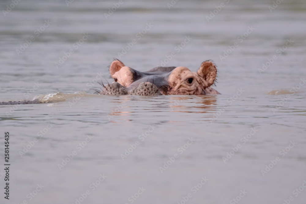 Fototapeta premium Portrait Hyppo in Chamo lake