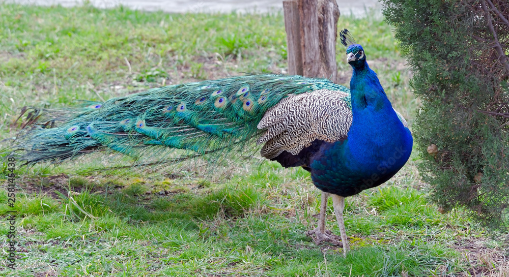 Fototapeta premium the Beautiful Peacock