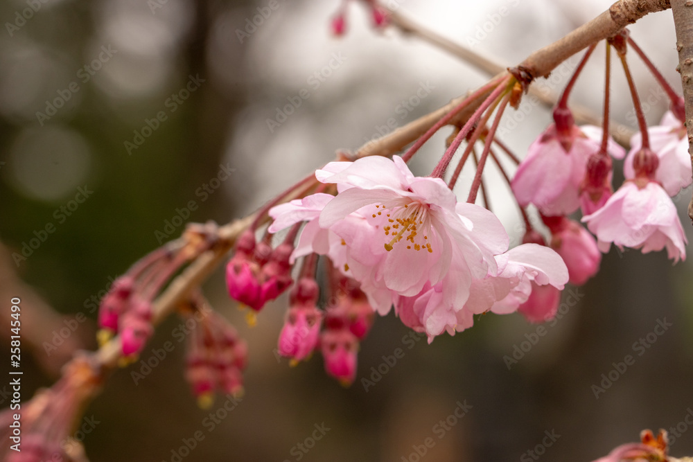 桜の花　陽光　千葉県市川市