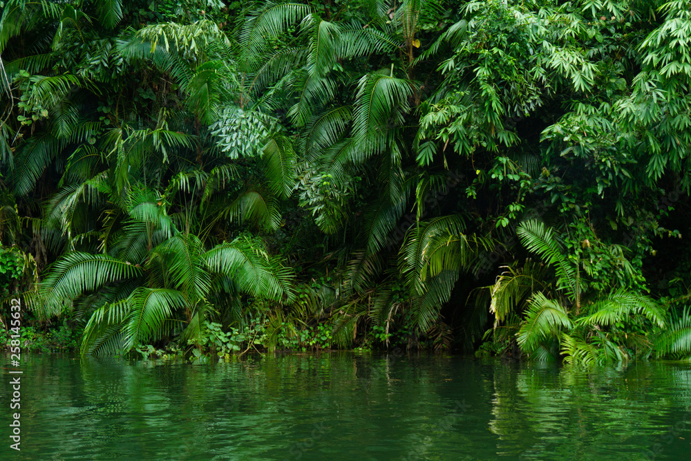 Green plant background with reflection in the water Green plant background with reflection in the water