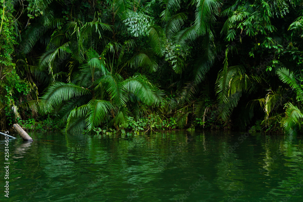 Green plant background with reflection in the water Green plant background with reflection in the water