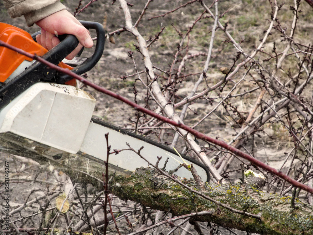 Chainsaw is sawing a tree branch, photo in motion, close-up. The human hand holds a chainsaw, and a bare branch of a tree lies on the ground, the autumn-spring time Chainsaw is sawing a tree branch, photo in motion, close-up. The human hand holds a chainsaw, and a bare branch of a tree lies on the ground, the autumn-spring time