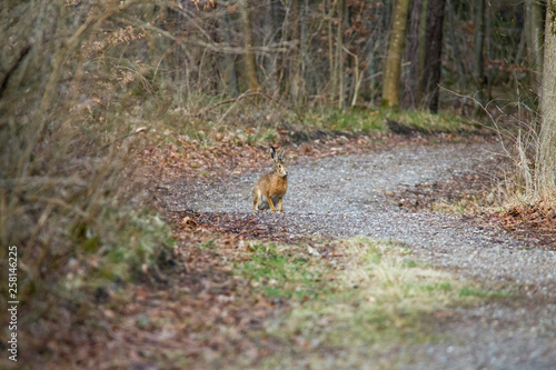 Hare on a forest road in the forest
