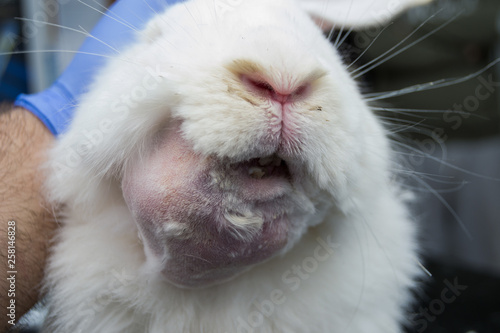 Bilde på lerret white rabbit with dental abscess