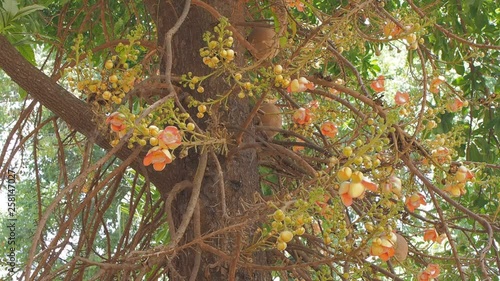 Cannonball tree flower blossom on tree or Couroupita guianensis, family Lecythidaceae, other names includes the Brazil nut (Bertholletia excelsa) and Paradise nut Lecythis zabucajo.
