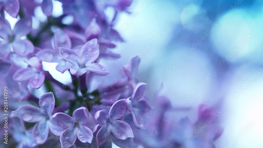 Close up of blossoming lilac isolated on blue. Close up of blossoming lilac isolated on blue.