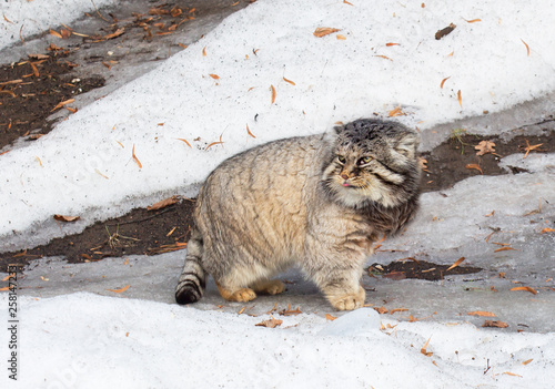 Manul, or Pallas cat, or wild cat. Manul (Pallas cat) is a wild cat that lives in Central and Central Asia. photo