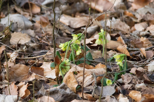 A few cowslips bloom in the spring on the forest floor between foliage from last year