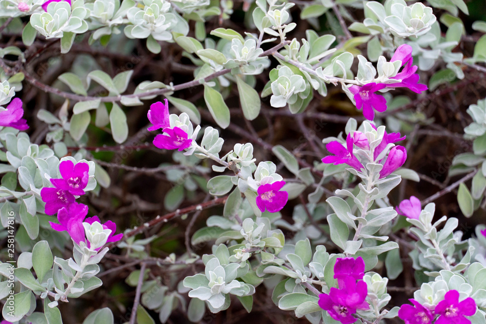 Leucophyllum frutescens or Neon flowers sprinkled with purple-pink flowers. Leucophyllum frutescens or Neon flowers sprinkled with purple-pink flowers.