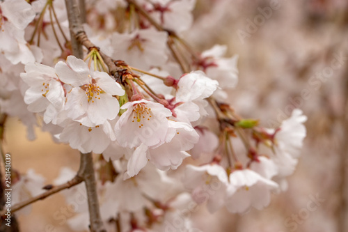 枝垂れ桜 千葉県市川市