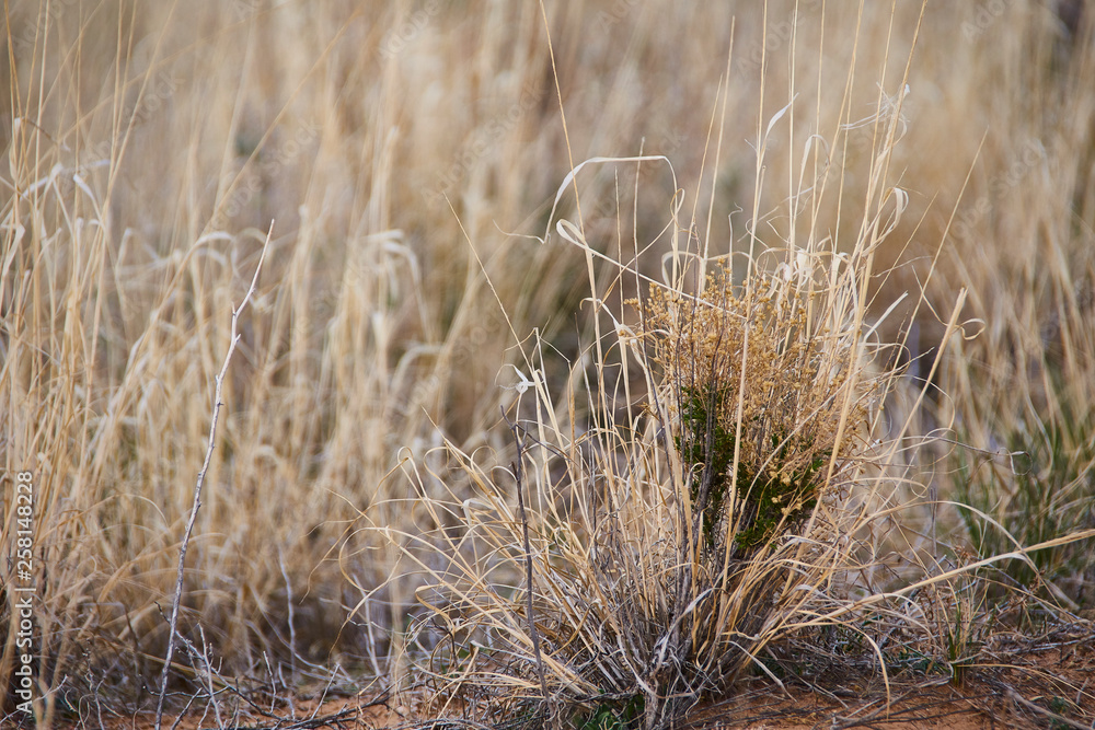 Fototapeta premium Southwest