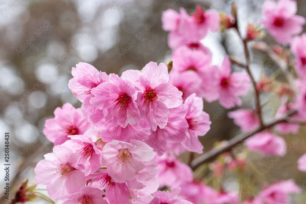 桜の花 陽光 千葉県市川市 桜の花 陽光 千葉県市川市