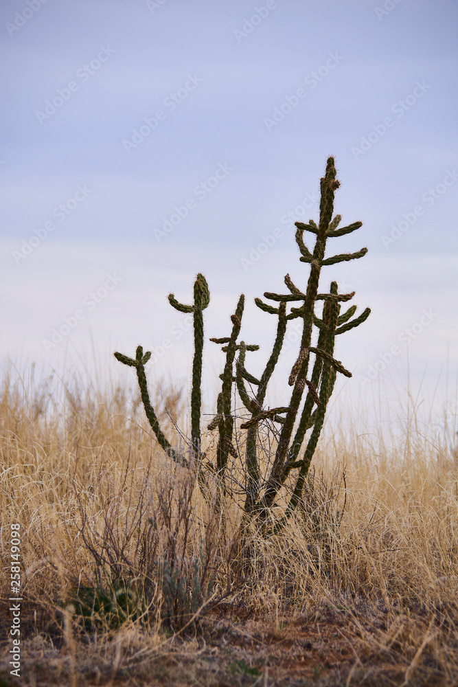 Obraz premium Southwest