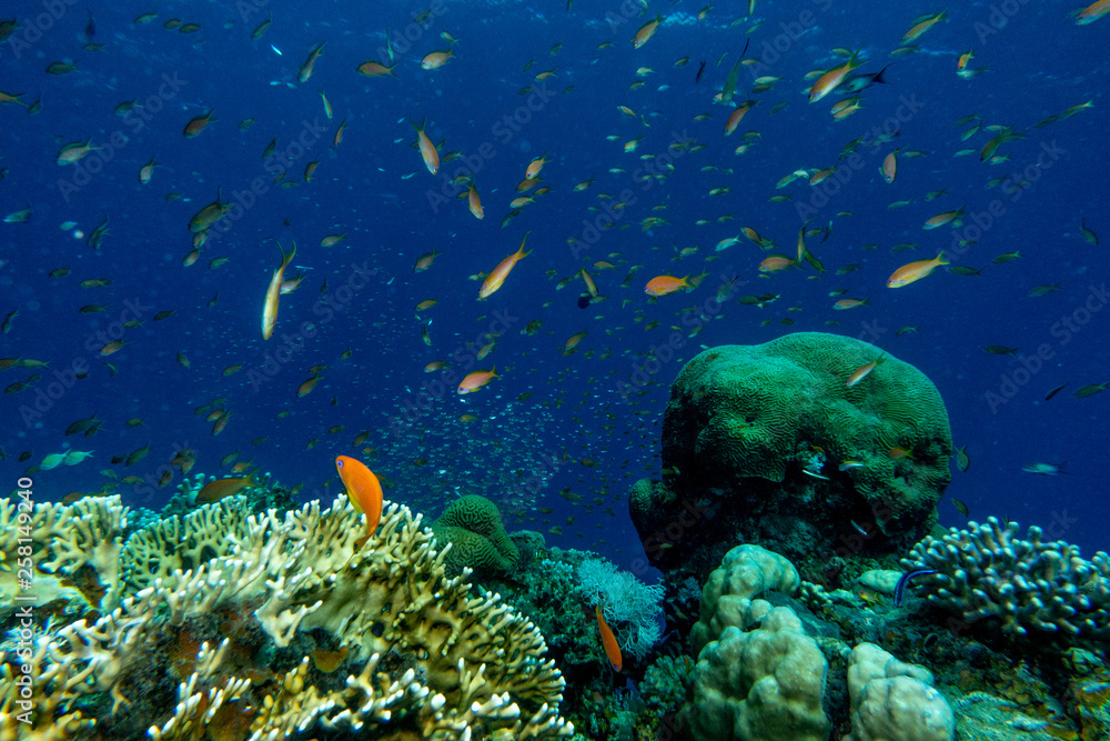 Fototapeta premium Fish swim in the Red Sea, colorful fish, Eilat Israel