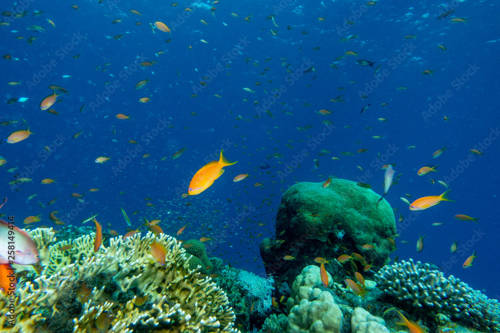 Fototapeta premium Fish swim in the Red Sea, colorful fish, Eilat Israel