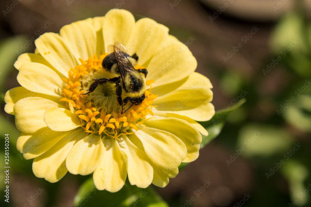 Bumblebee drinks nectar from a bright yellow flower in the garden Bumblebee drinks nectar from a bright yellow flower in the garden