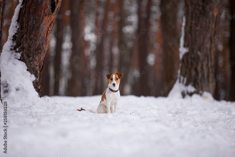 Jack Russell Terrier breed dog in the winter forest