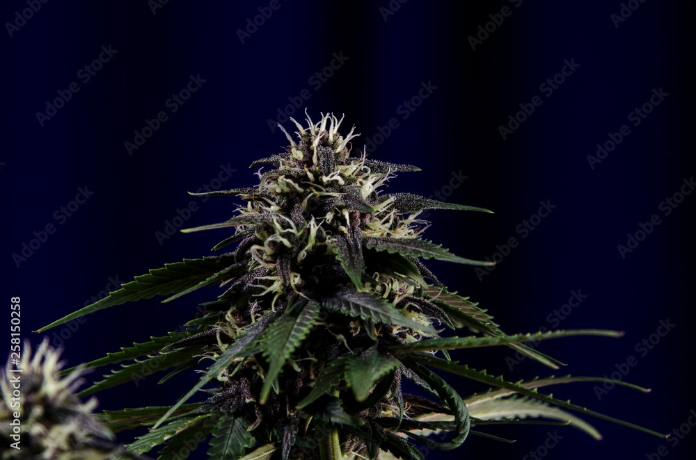 Weed bud flower on dark background with resin Weed bud flower on dark background with resin
