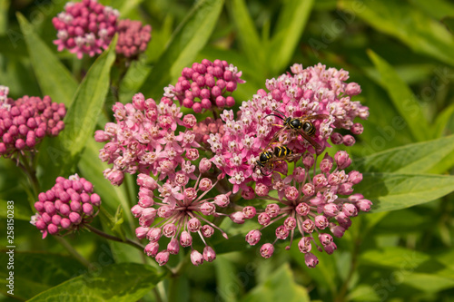 Wasps pollinate swamp milkweed plant in a pollinator habitat