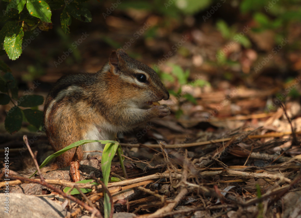 Eastern chipmunk eating corn amongst twigs in a wildlife habitat Eastern chipmunk eating corn amongst twigs in a wildlife habitat