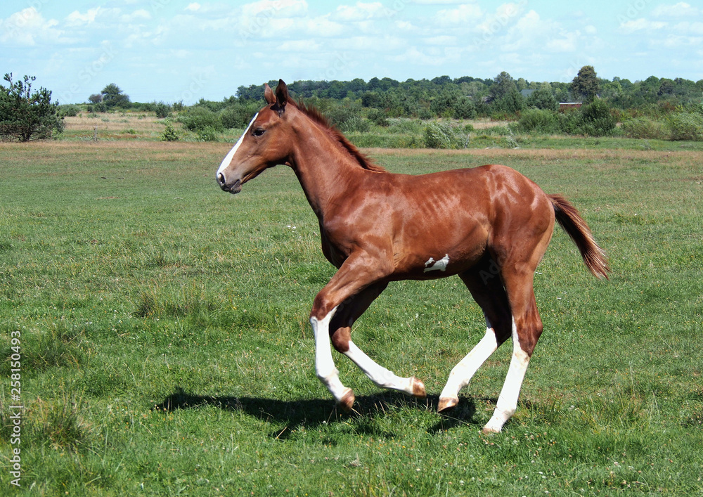 The chestnut foal with white legs actively gallops on a meadow The chestnut foal with white legs actively gallops on a meadow