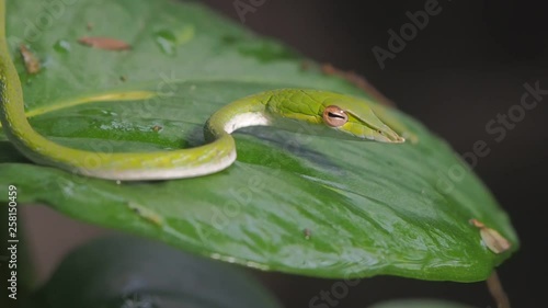 Portrait a green Asian vine snake resting on green leaves, other name is Boie's whip snake, Gunther's whip snake, and Oriental whip snake. photo